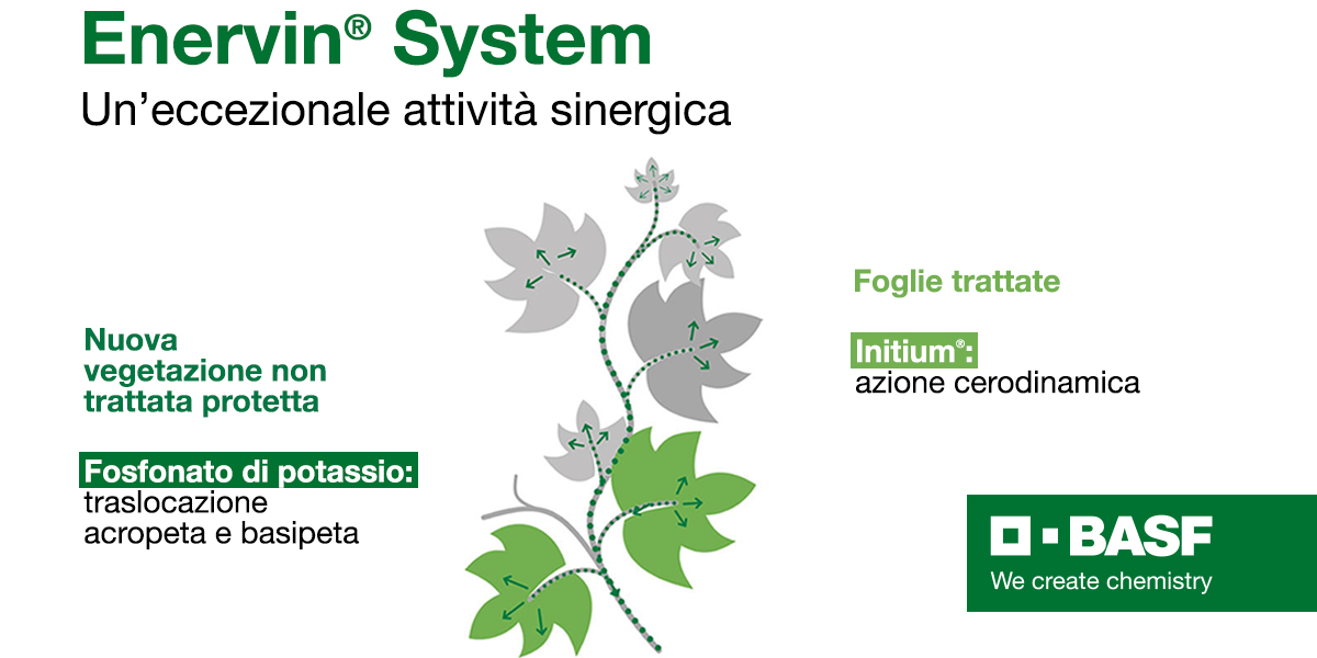 BASF lancia Enervin System® per la gestione efficace della peronospora